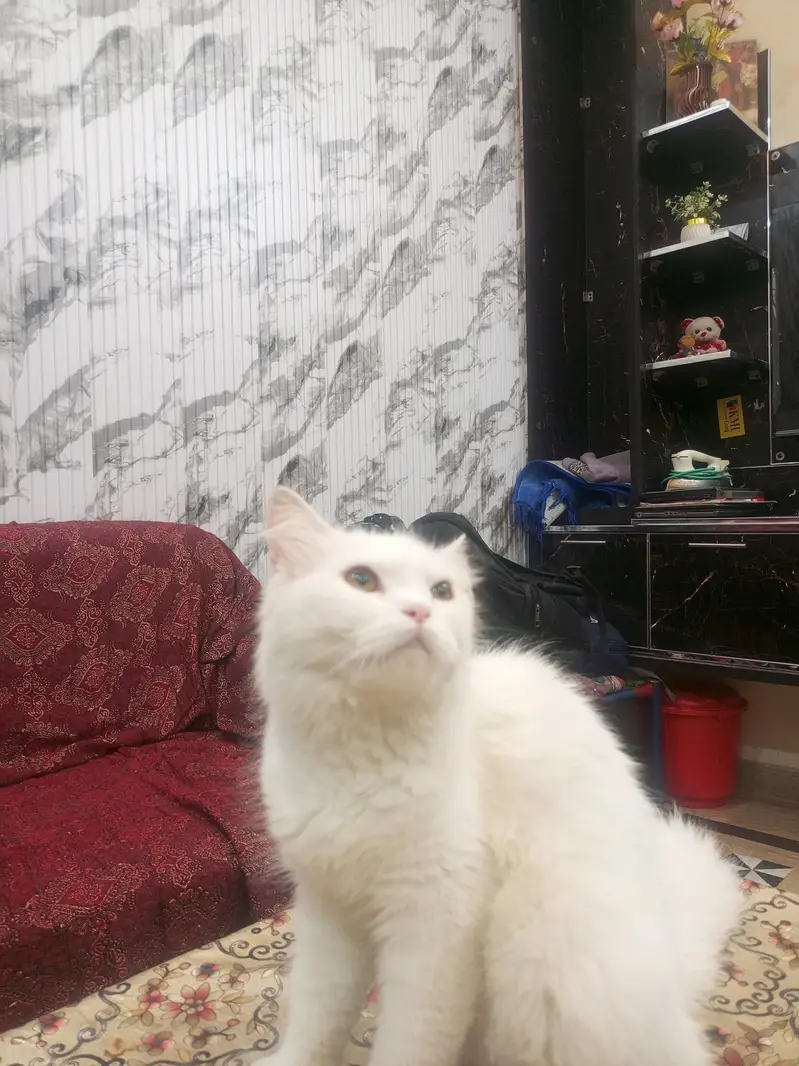 Persian female Cat — photo 2
