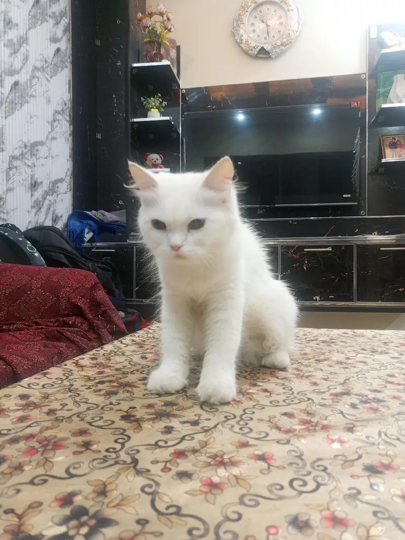 Persian female Cat — photo 3