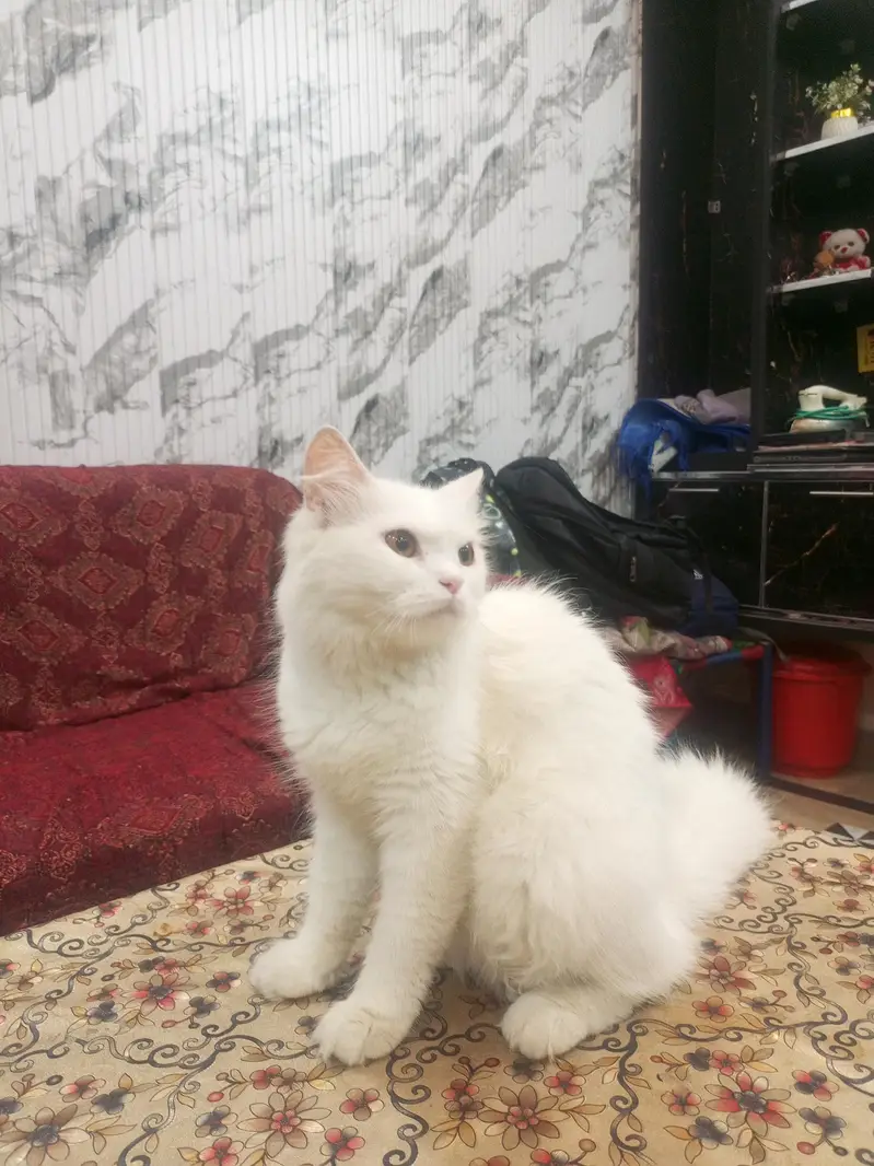 Persian female Cat — photo 4