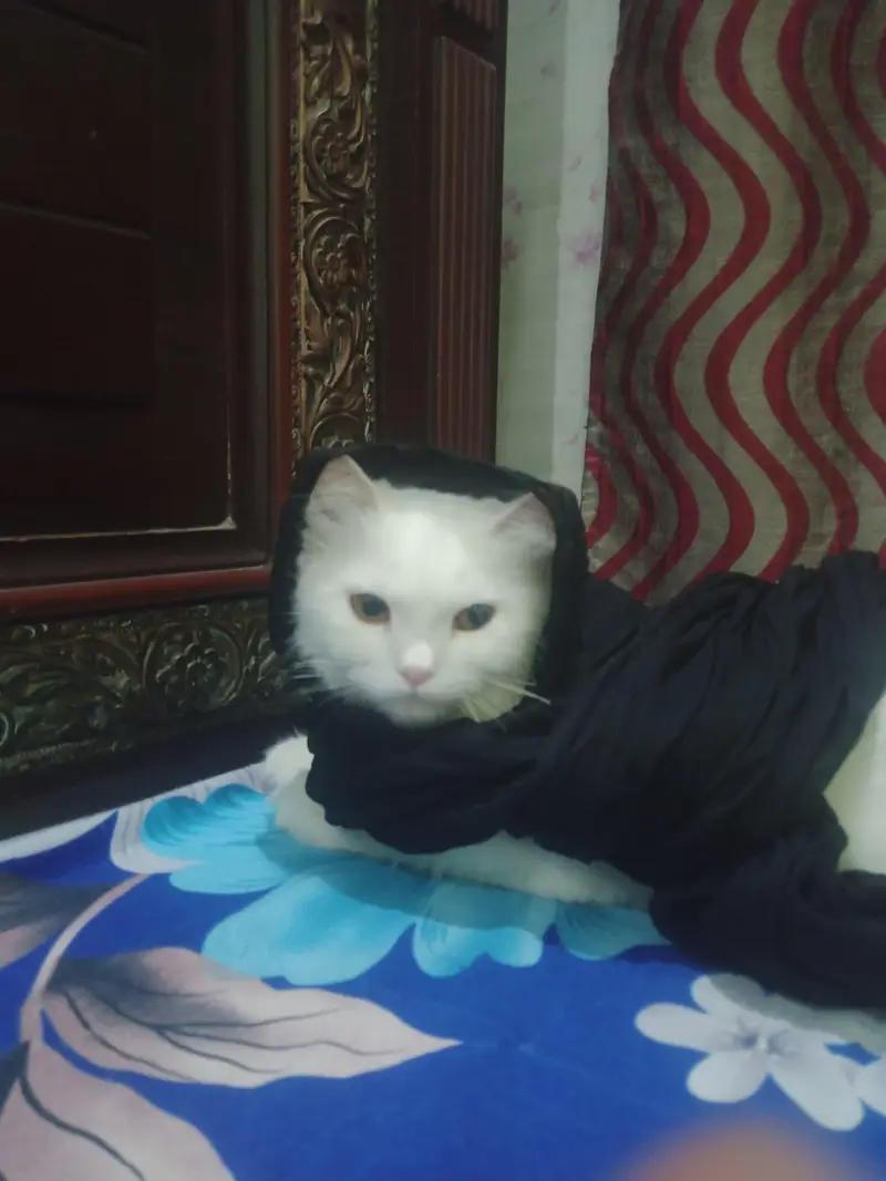 Persian female Cat — photo 5