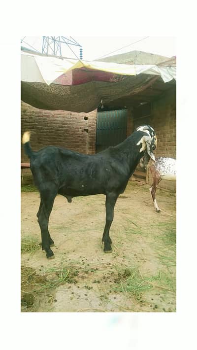 Beatal goat male for sale