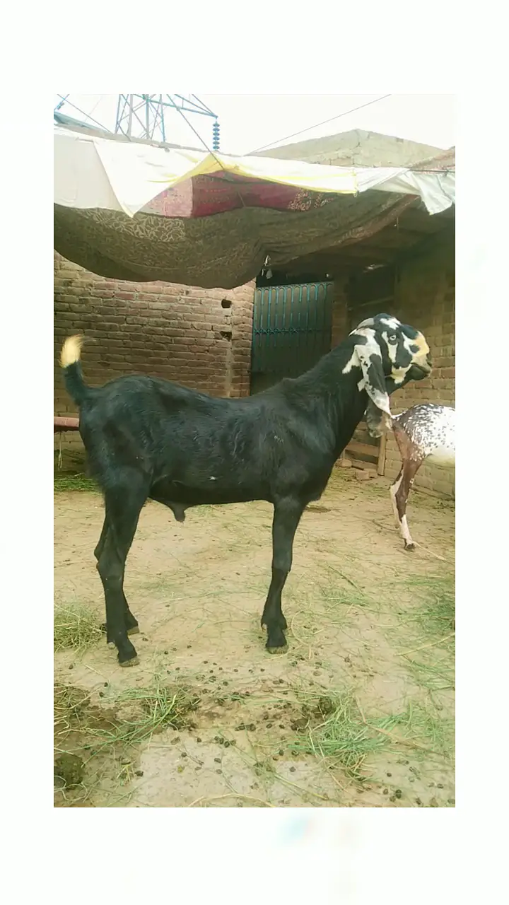 Beatal goat male for sale — photo 2