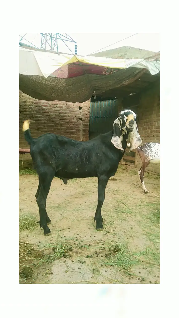 Beatal goat male for sale — photo 3