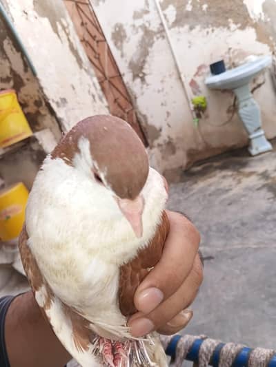 looking for new home