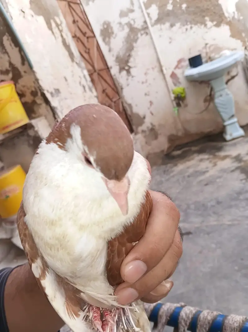 looking for new home
