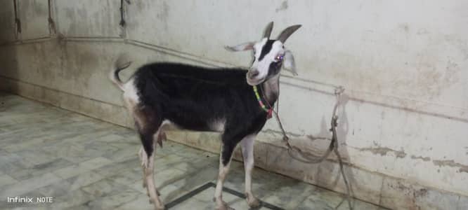 4 daant bakri