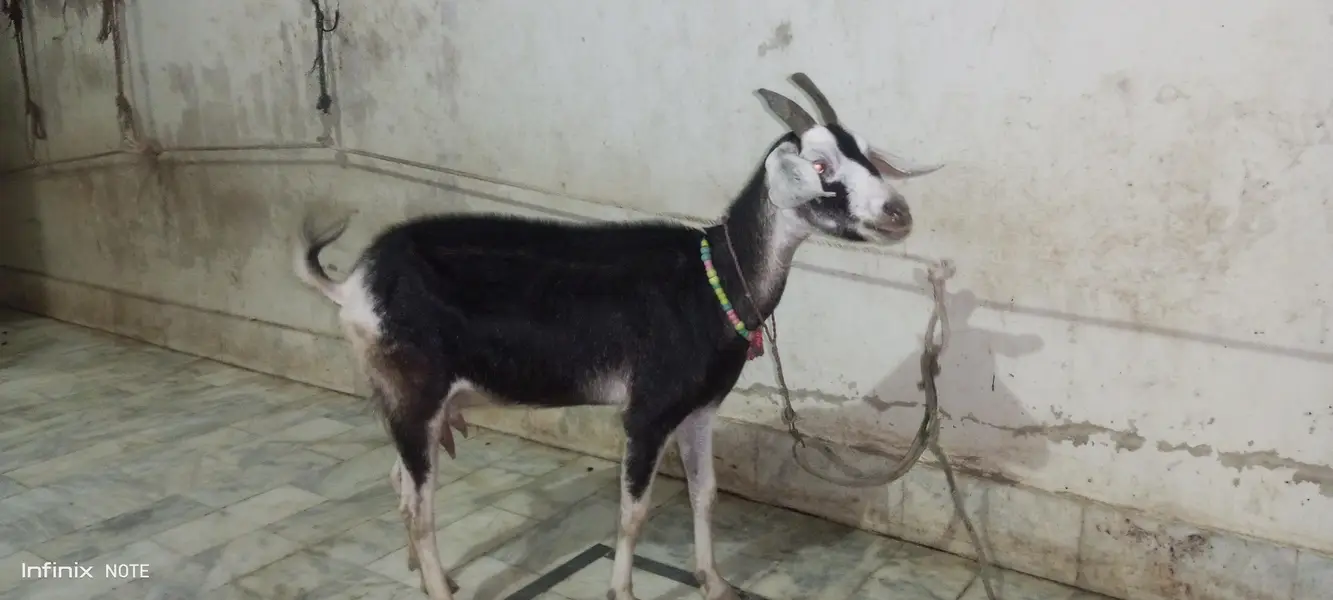 4 daant bakri — photo 2