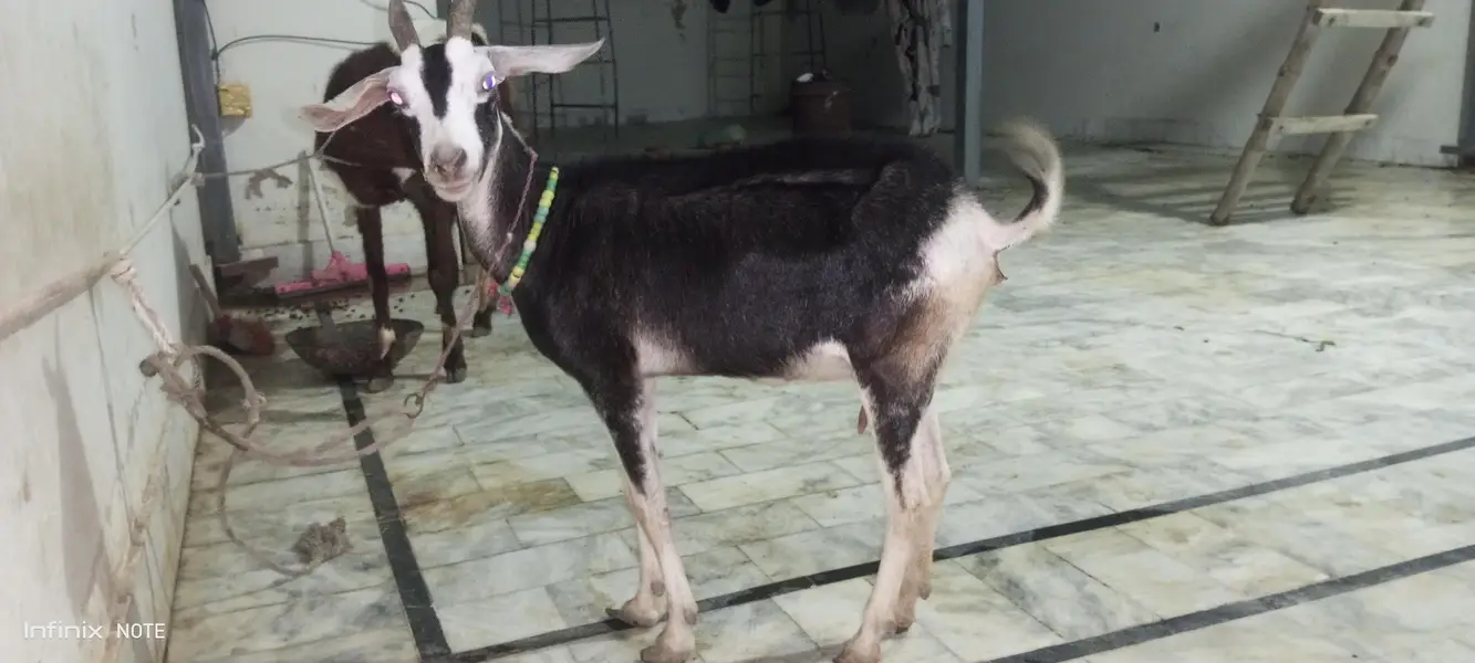 4 daant bakri — photo 3