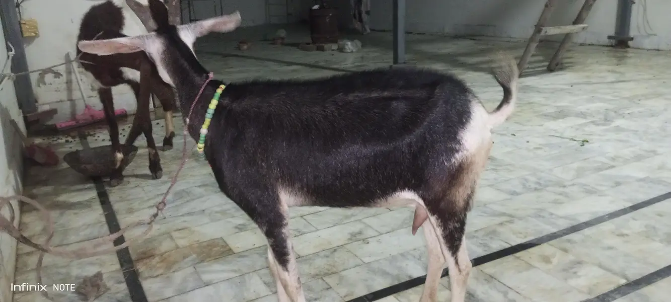 4 daant bakri — photo 4