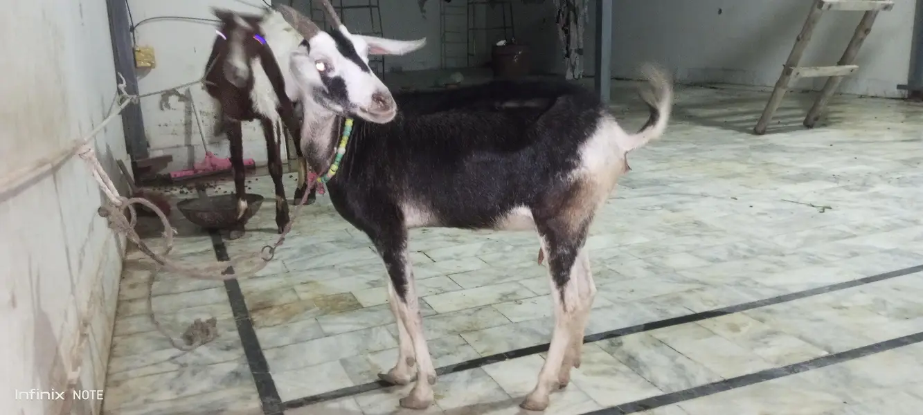 4 daant bakri — photo 5