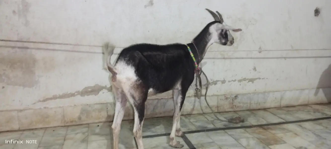 4 daant bakri — photo 6