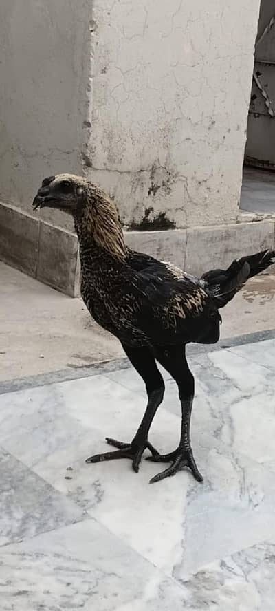 black kobra breed purre thii fiter bladline vvip black eyes nok nalii