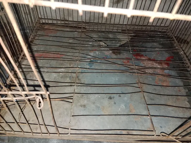 pinjra nichy se tare toti ha salat bi toti ha baki ok ha — photo 3