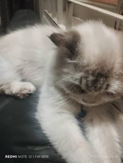 cat for sell