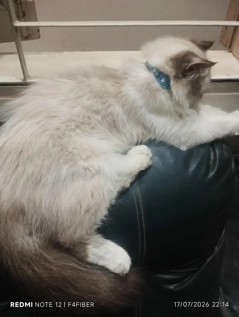 cat for sell — photo 2