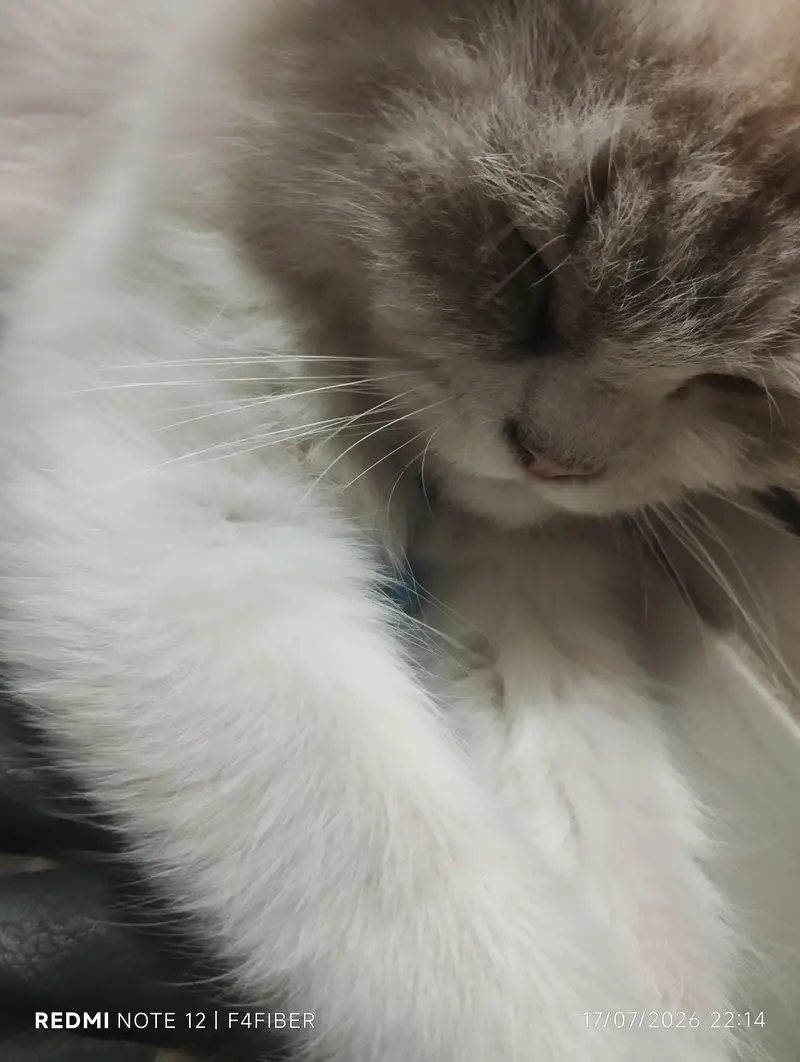 cat for sell — photo 3