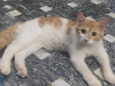 CAT male