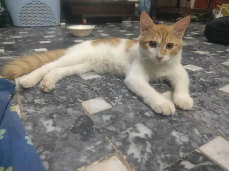 CAT male — photo 2