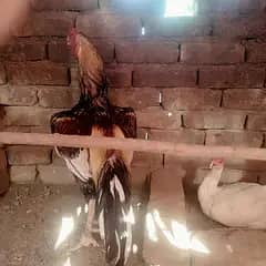 Aseel Peela Jawa + Healthy Pathay for Sale | Excellent Condition