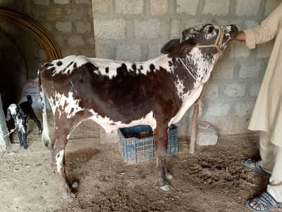 Cross cow with male calf for urgent sale