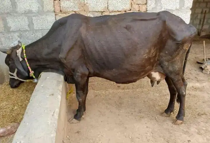 Cross cow with male calf for urgent sale — photo 2