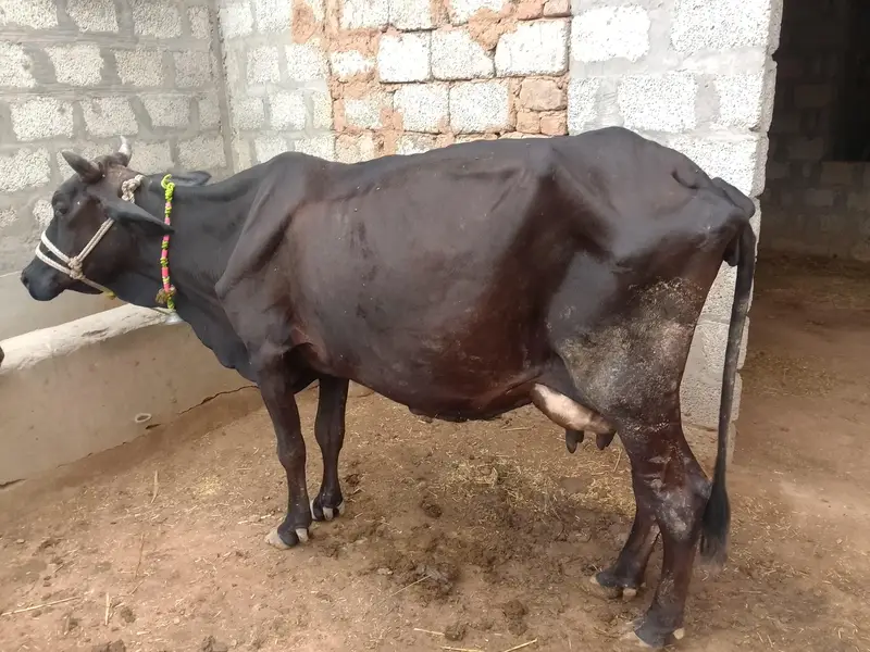 Cross cow with male calf for urgent sale — photo 3