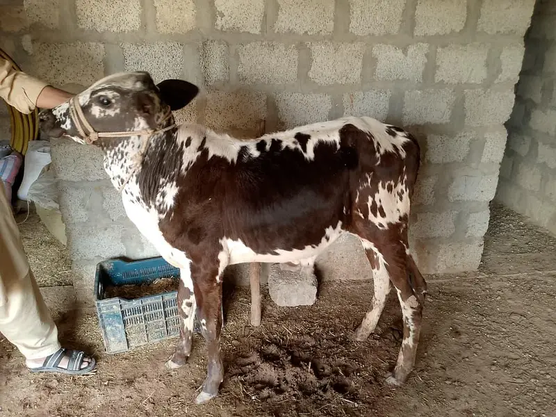 Cross cow with male calf for urgent sale — photo 4