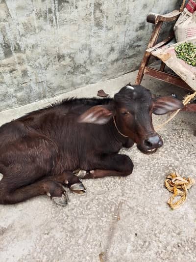buffalo sale