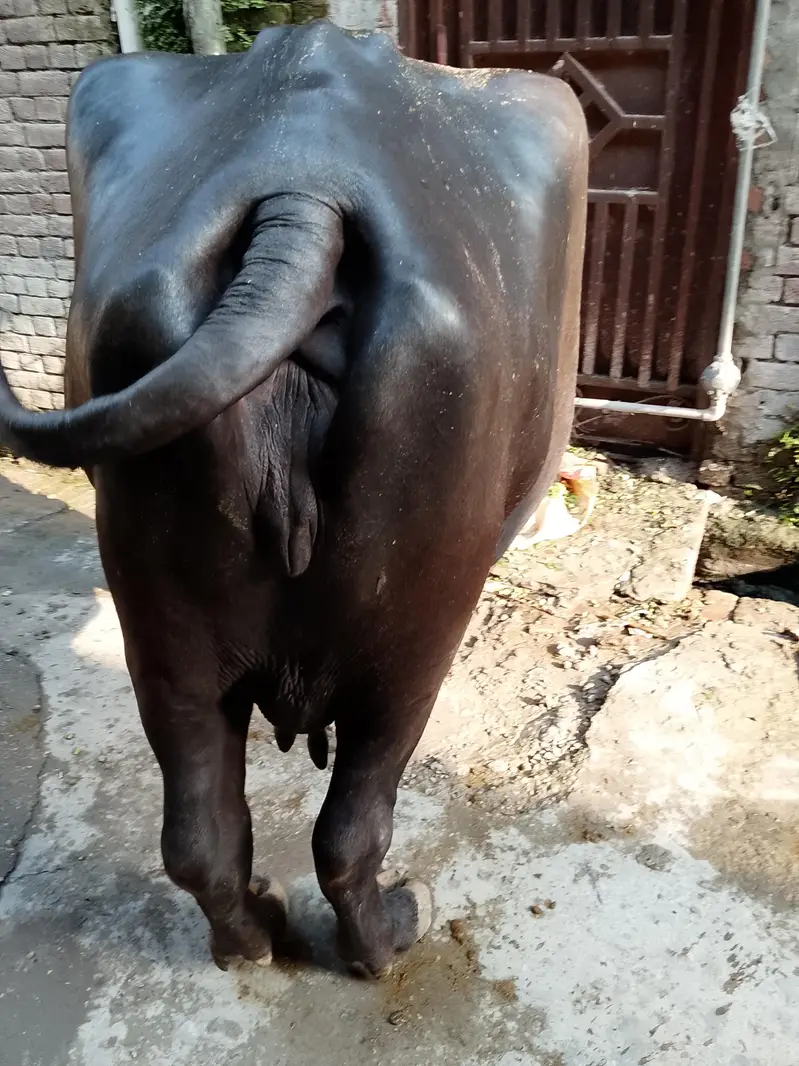 buffalo sale — photo 2