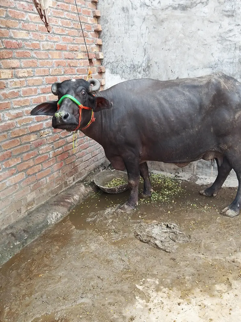 buffalo sale — photo 3