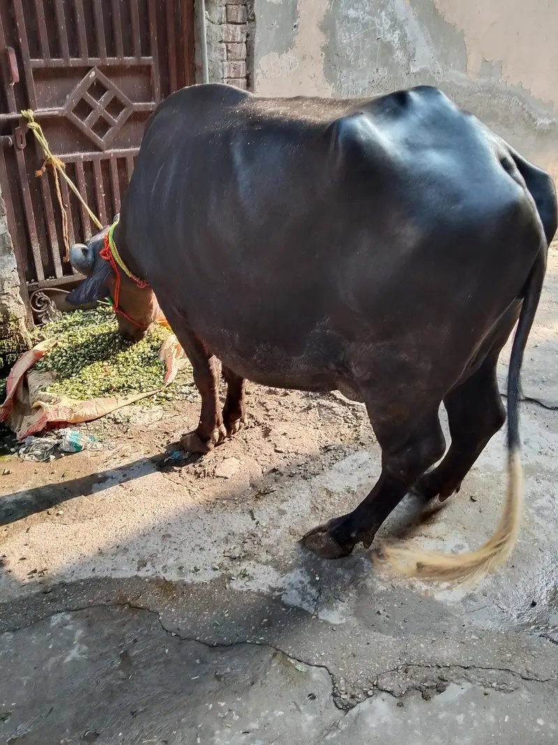 buffalo sale — photo 4
