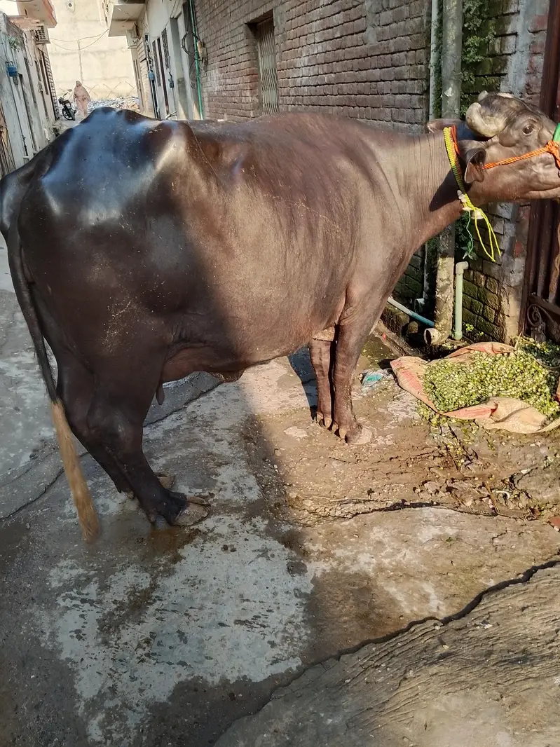 buffalo sale — photo 5