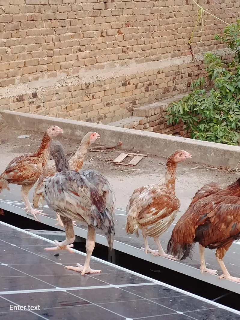 mianwali ke behtarin patthe aur patiyan 2 nar hain aur 4 maliyan — photo 3