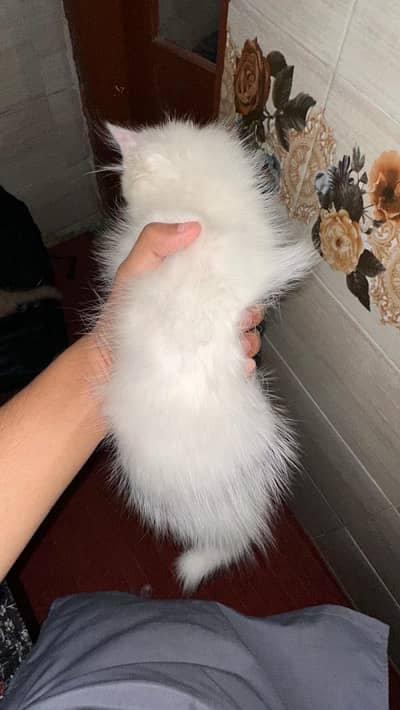 Selling my Bella