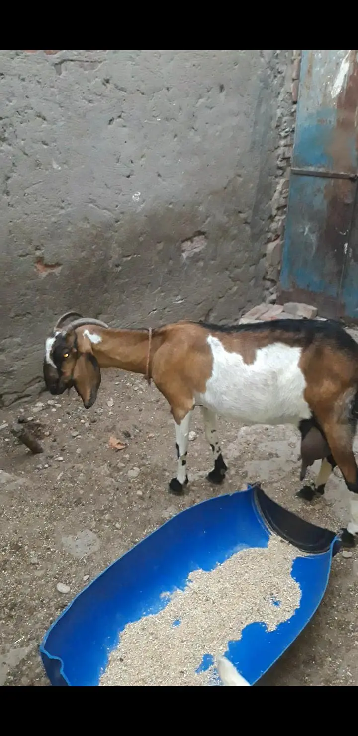 bakri or 2 male 2 month k
