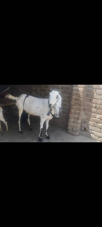 beetal doodh wali gabban bakri