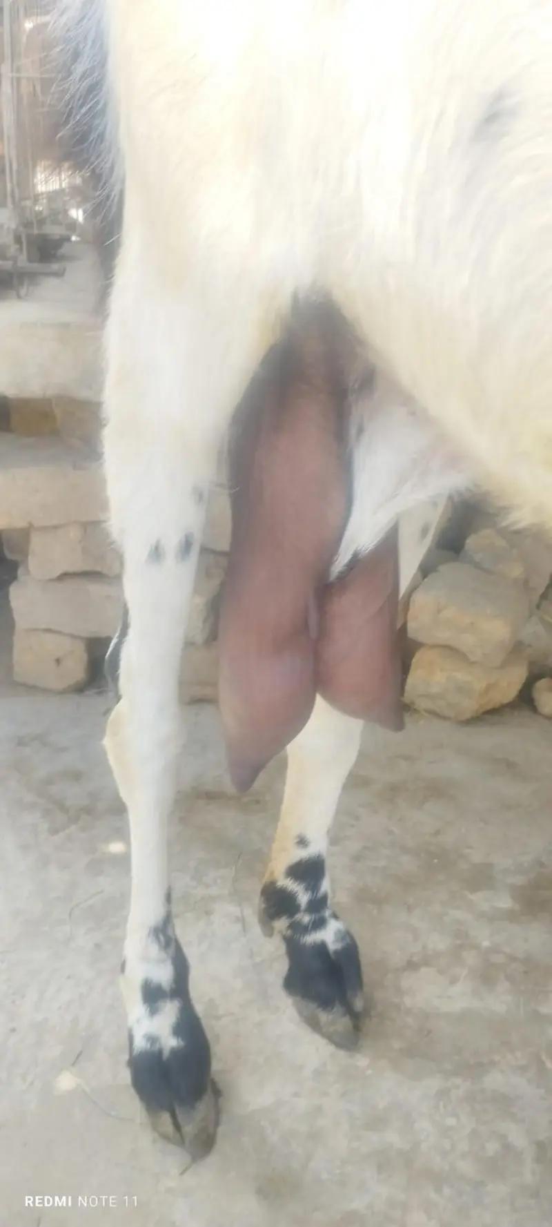beetal doodh wali gabban bakri — photo 2