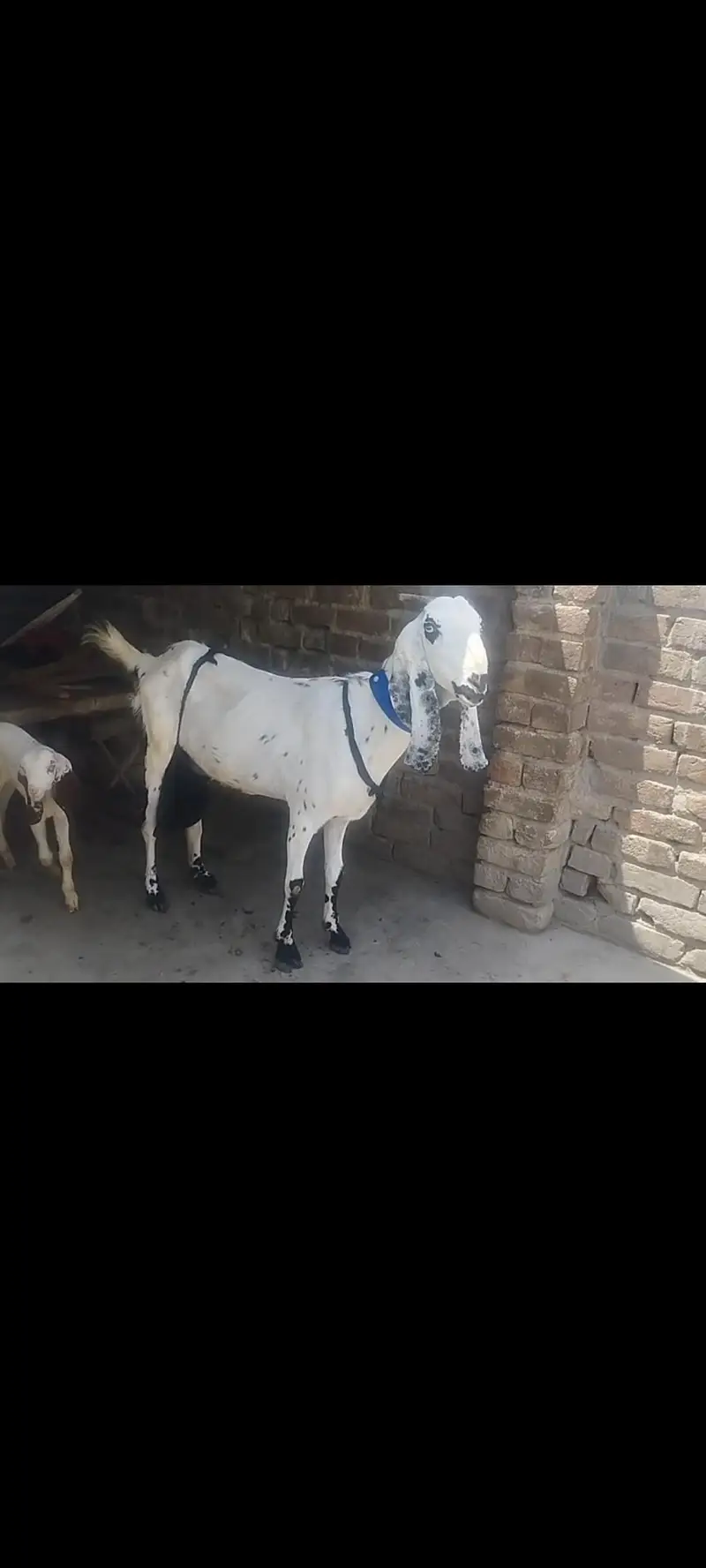beetal doodh wali gabban bakri — photo 3