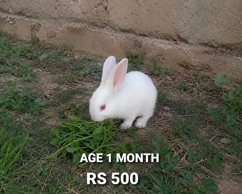Healthy White Red Eye Rabbits for Sale