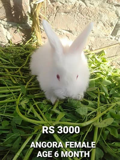 Healthy White Red Eye Rabbits for Sale