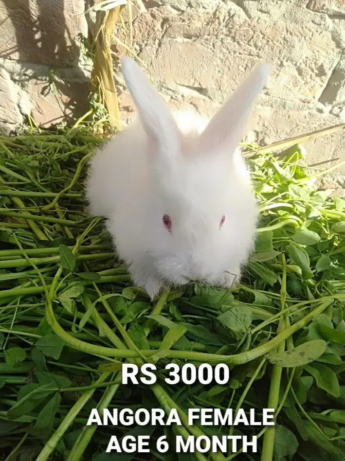 Healthy White Red Eye Rabbits for Sale — photo 2