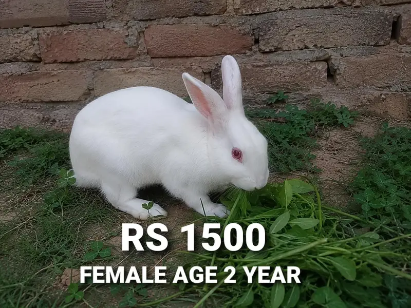 Healthy White Red Eye Rabbits for Sale — photo 3
