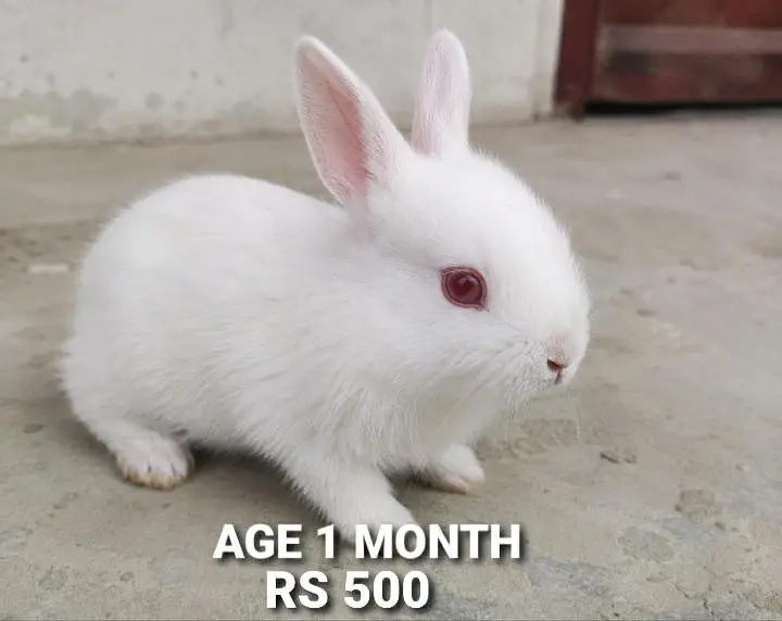 Healthy White Red Eye Rabbits for Sale — photo 4