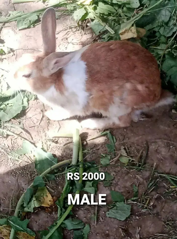 Healthy White Red Eye Rabbits for Sale — photo 5