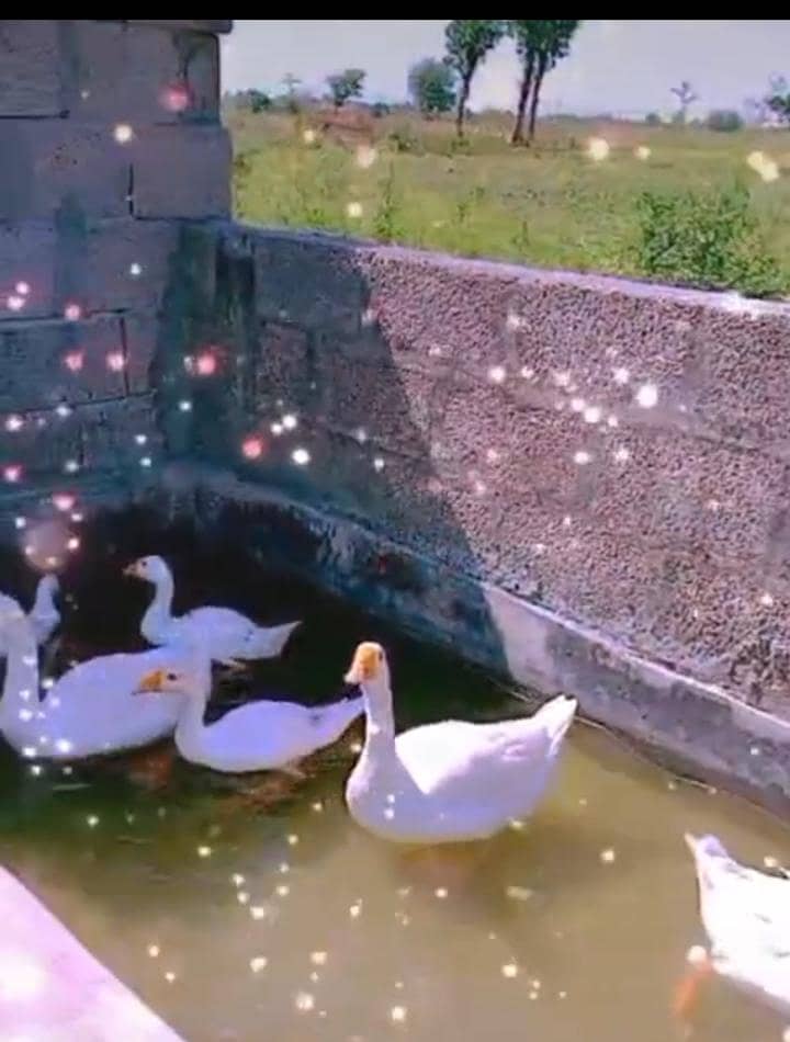 ducks 0