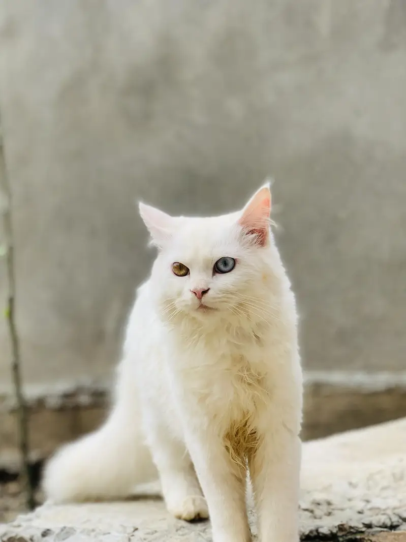Persian cat for sale 3riple corted male — photo 2