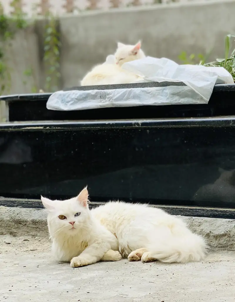 Persian cat for sale 3riple corted male — photo 3
