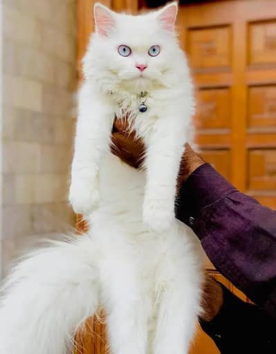 Male Persian cat