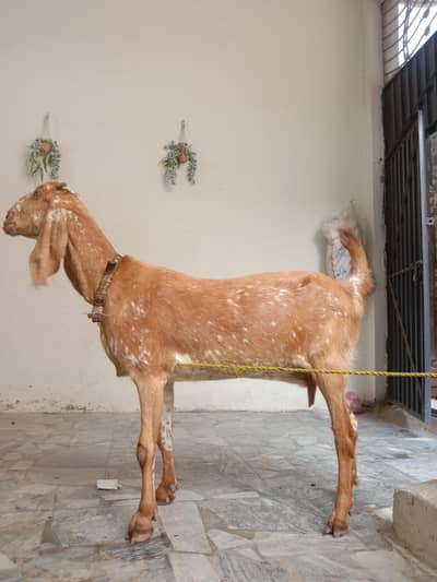 Maki cheeni female for sale urgent