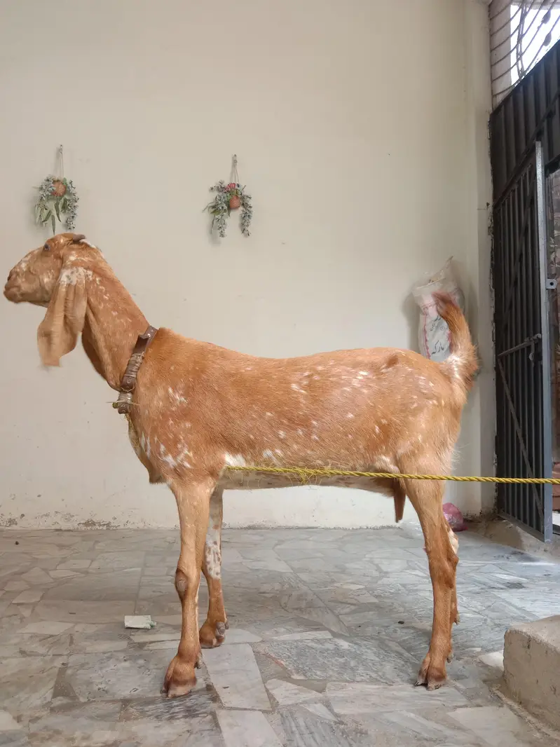 Maki cheeni female for sale urgent